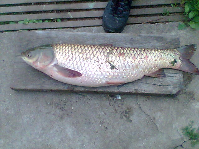 Amur 90 cm